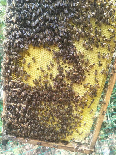 採收蜂蜜